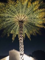 Outdoor Lighting Concepts, Coral Springs