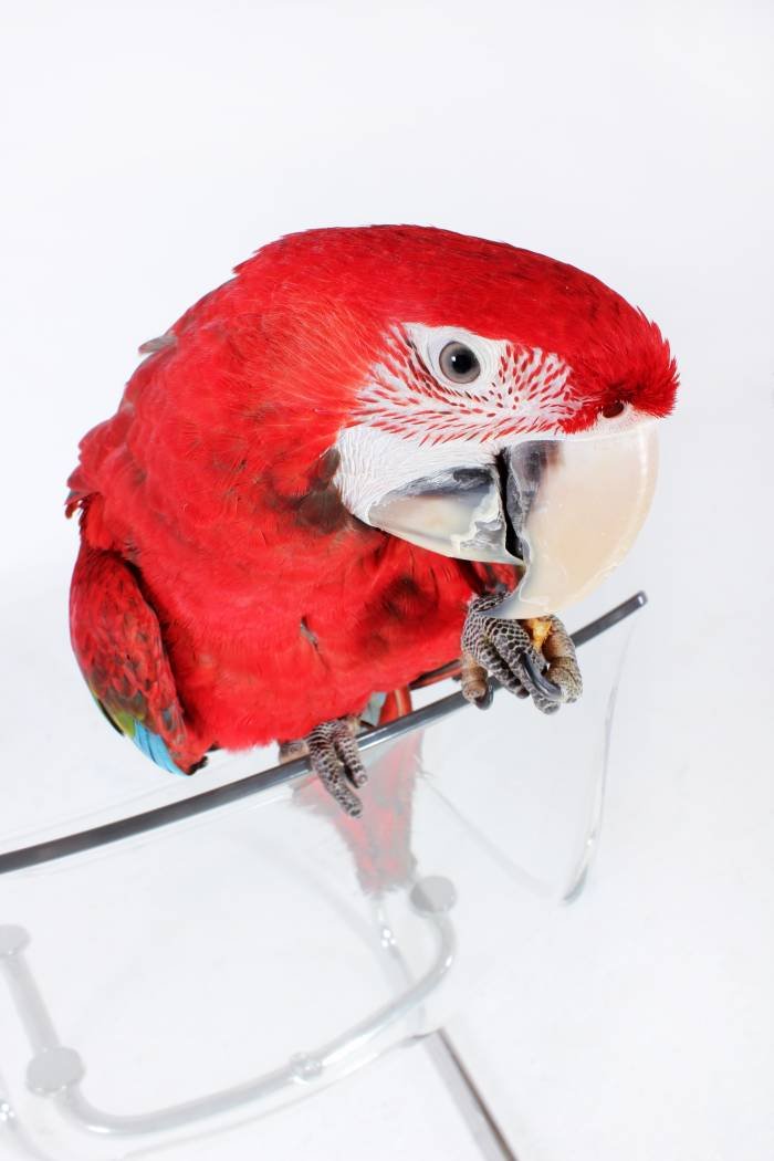 Pet Shoot<br />
01787 468680 Profile Photos of Suffolk Photo Studio Unit 5, Bulmer Road - Photo 51 of 74