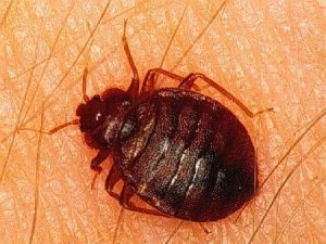  Profile Photos of Termite Control Specialists of Los Angeles 1422 Clela Ave. - Photo 3 of 12