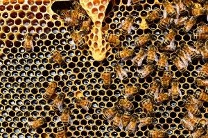  Profile Photos of Termite Control Specialists of Los Angeles 1422 Clela Ave. - Photo 4 of 12