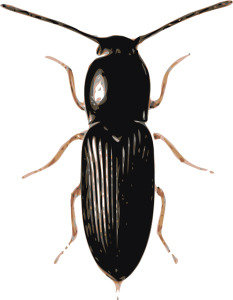  Profile Photos of Termite Control Specialists of Los Angeles 1422 Clela Ave. - Photo 5 of 12
