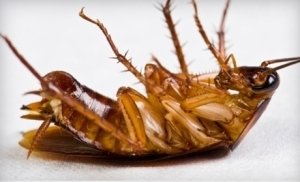  Profile Photos of Termite Control Specialists of Los Angeles 1422 Clela Ave. - Photo 6 of 12