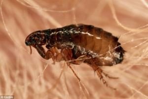  Profile Photos of Termite Control Specialists of Los Angeles 1422 Clela Ave. - Photo 8 of 12