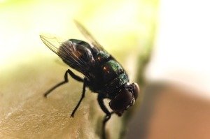  Profile Photos of Termite Control Specialists of Los Angeles 1422 Clela Ave. - Photo 9 of 12