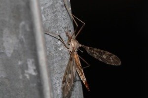  Profile Photos of Termite Control Specialists of Los Angeles 1422 Clela Ave. - Photo 12 of 12