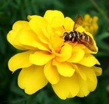 Termite Control Specialists of Los Angeles, Los Angeles