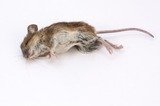 Termite Control Specialists of Los Angeles, Los Angeles