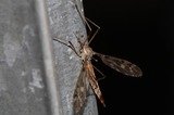 Termite Control Specialists of Los Angeles, Los Angeles