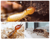  Pest Control Gisborne 41 Jacksons Creek 