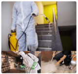 Pest Control Gisborne, Gisborne