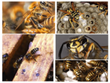 Pest Control Gisborne, Gisborne
