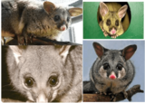 Pest Control Gisborne, Gisborne