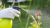 Pest Control Eltham, Eltham