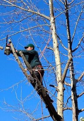  Profile Photos of Norwalk Tree Service 69 Suncrest Road - Photo 2 of 15