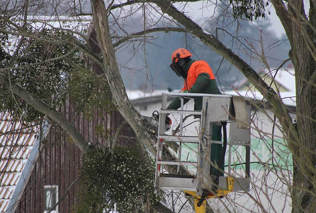 Profile Photos of Norwalk Tree Service 69 Suncrest Road - Photo 3 of 15