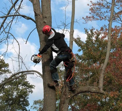  Profile Photos of Norwalk Tree Service 69 Suncrest Road - Photo 8 of 15