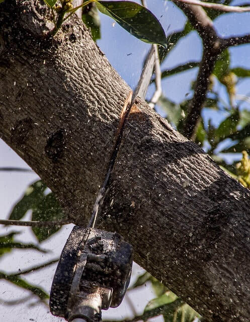  Profile Photos of Norwalk Tree Service 69 Suncrest Road - Photo 10 of 15