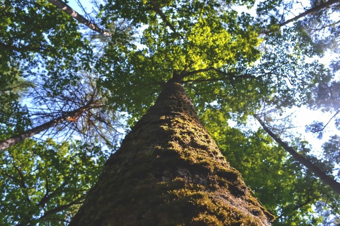  Profile Photos of Norwalk Tree Service 69 Suncrest Road - Photo 15 of 15