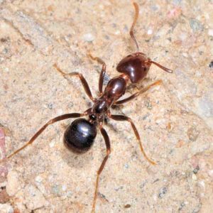  Profile Photos of Pest Control Perth 6 Grant Street - Photo 2 of 3