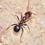  Pest Control Perth 6 Grant Street 