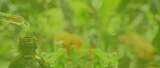 CBD Oil Colorado Springs, Colorado Springs