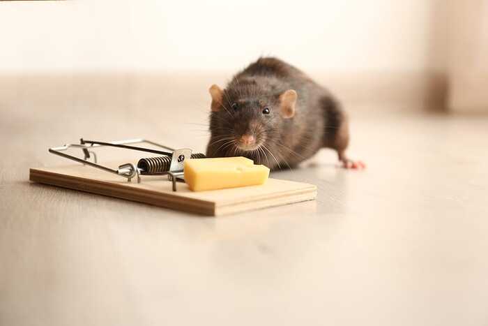  Profile Photos of Local Rodent Control Canberra Moore St, - Photo 1 of 1
