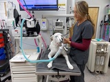  Animal Wellness Center of Bonita 10347 Bonita Beach Road Southeast, 118 