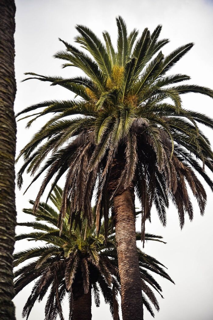  Profile Photos of Tree Service Bradenton Pro 1905 MARTIN LUTHER KING AVE E. - Photo 4 of 4