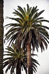  Tree Service Bradenton Pro 1905 MARTIN LUTHER KING AVE E. 