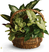 Cottage Grove Florist, Cottage Grove