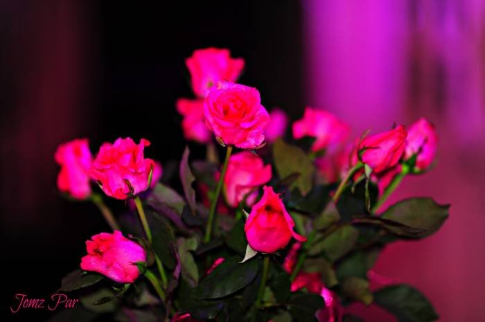  Profile Photos of Events&FlowersN`Style E. Lopez St. Jaro - Photo 6 of 35