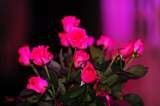  Events&FlowersN`Style E. Lopez St. Jaro 