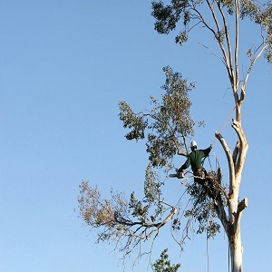  Profile Photos of Tree Removal Services Blue Mountains 31a Gregory Terrace, - Photo 2 of 3