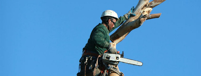  Profile Photos of Tree Removal Services Blue Mountains 31a Gregory Terrace, - Photo 3 of 3