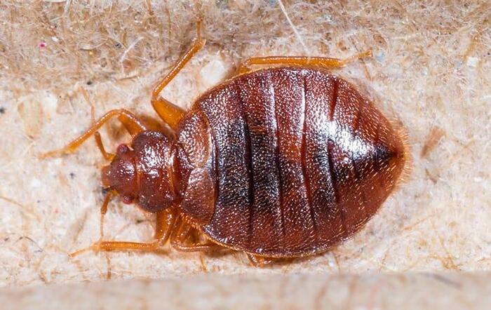  Profile Photos of One Way Pest Control San Antonio 9623 Salisbury Dr - Photo 2 of 3