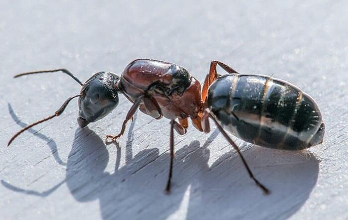  Profile Photos of One Way Pest Control San Antonio 9623 Salisbury Dr - Photo 3 of 3