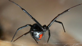 Nixtermite Inc., Bonita
