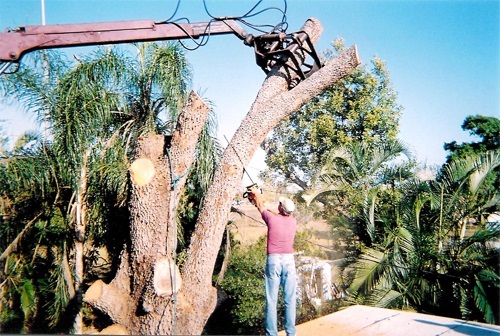  Profile Photos of Tim's Tree Service 1114 Lenox Ct - Photo 4 of 4