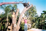Tim's Tree Service, Cape Coral