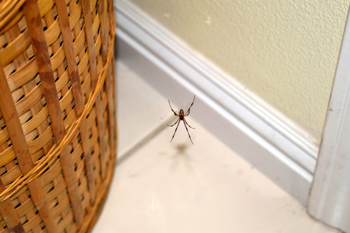 Black Widow Spider Control - Pest Control Exterminators - West Columbia SC - Croach Profile Photos of Croach Pest Control 28 Boland Court, Unit 28 - Photo 2 of 12