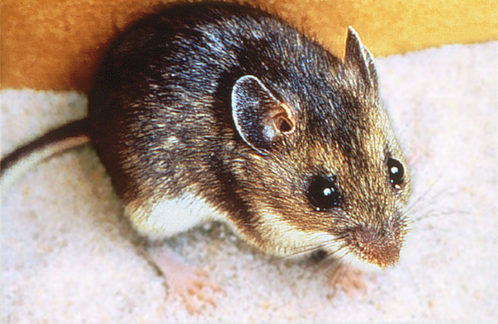 Brown Deer Mouse Profile Photos of Croach Pest Control 28 Boland Court, Unit 28 - Photo 3 of 12