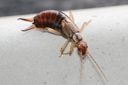 Earwigs - West Columbia SC Pest Control - Croach Profile Photos of Croach Pest Control 28 Boland Court, Unit 28 - Photo 10 of 12