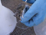 Deer Mouse - Hantavirus Infected - Croach Deer Mice Control, Croach Pest Control, Greenville