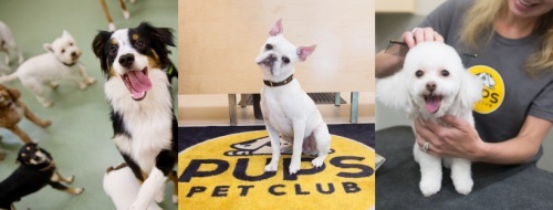  Profile Photos of PUPS Pet Club 2811 North Lincoln Avenue - Photo 4 of 4