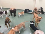 PUPS Pet Club, Chicago
