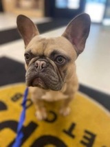 PUPS Pet Club, Chicago
