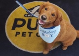 PUPS Pet Club, Chicago