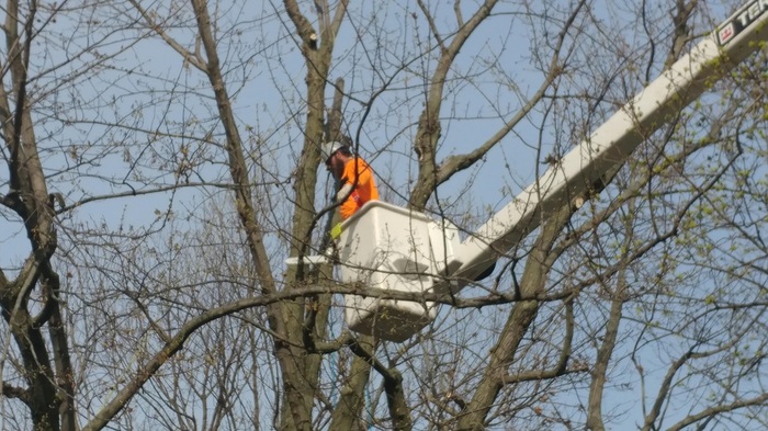 Profile Photos of Richmond Tree Service Company 7507 Shady Grove Rd - Photo 2 of 3