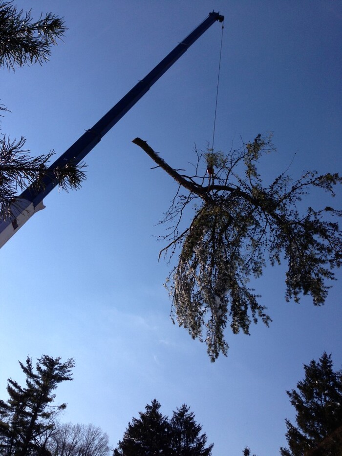  Profile Photos of Richmond Tree Service Company 7507 Shady Grove Rd - Photo 3 of 3
