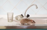 Victorville Pest Control Solutions, Victorville